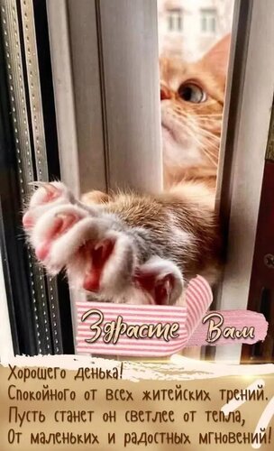 Открытка Здрасте вам