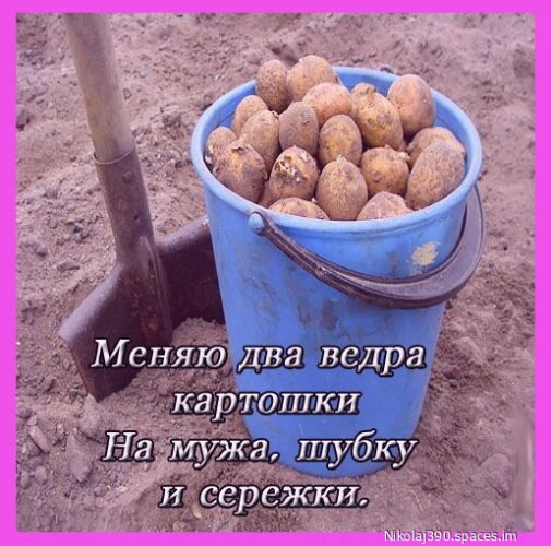 Открытка меняю два ведра картошки