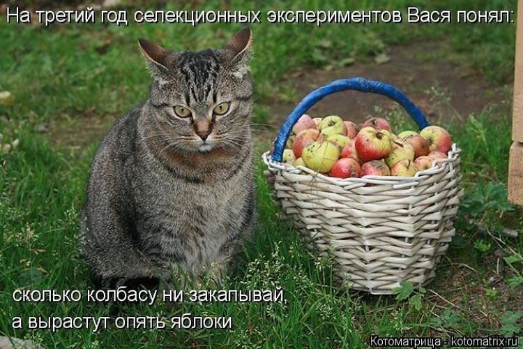 Открытка опять яблоки