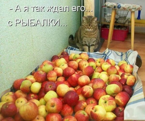 Открытка А я так ждал его с рыбалки