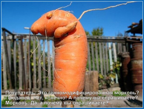 Открытка Морковь