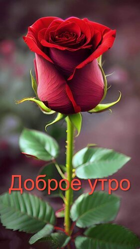 Открытка Доброе утро