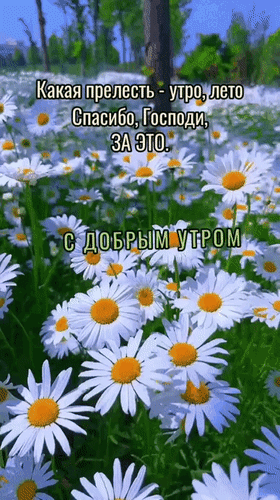 Анимированная открытка С Добрым утром. Какая прелесть - утро, лето. Спасибо, Господи, за это.