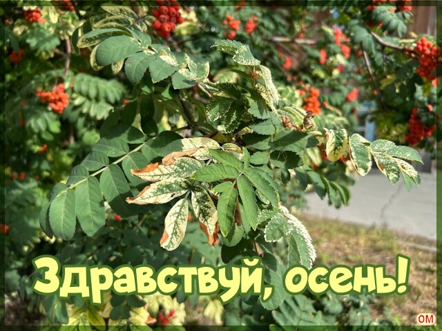 Открытка Начало осени 1