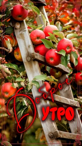 Открытка Доброе утро