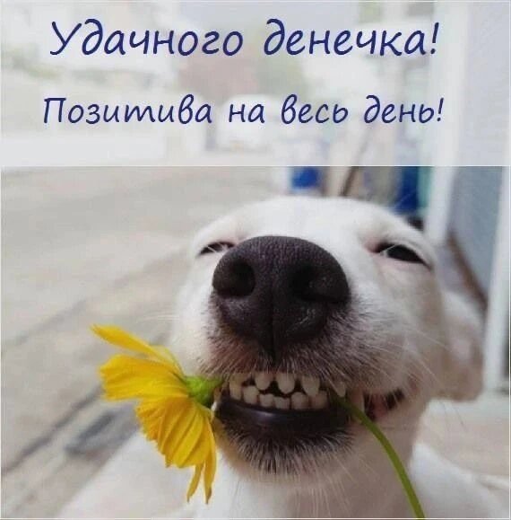 Открытка Доброго денёчка, позитива на весь день