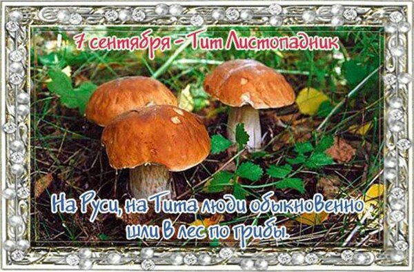Открытка Тит листопадник