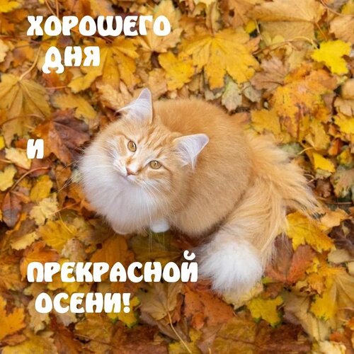 Открытка хорошего дня