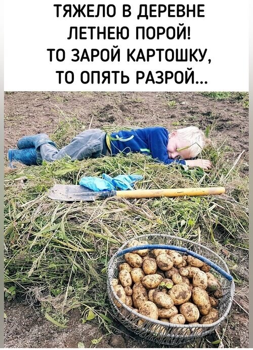 Открытка То зарой картошку то опять разрой