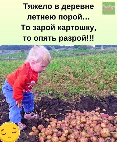 Открытка то зарой картошку то опять разрой