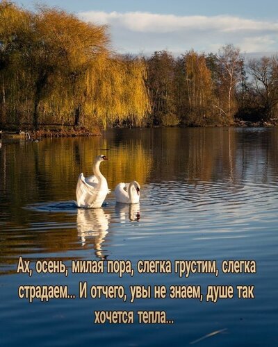 Открытка Ах. осень. милая пора