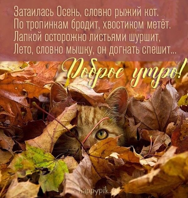 Открытка Доброе утро