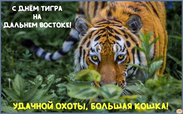 Открытка День тигра на Дальнем Востоке