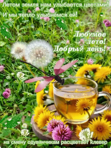 Анимированная открытка Любимое лето! Добрый день!