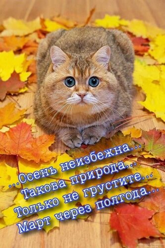 Открытка Осень неизбежна