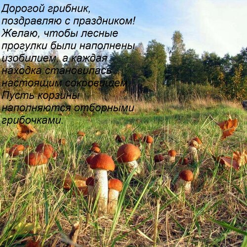 Открытка Дорогой грибник, поздравляю с праздником! Желаю, чтобы лесные прогулки были наполнены изобилием, а к