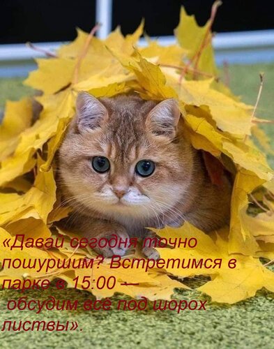 Открытка «Давай сегодня точно пошуршим? Встретимся в парке в 15:00 — обсудим всё под шорох листвы».