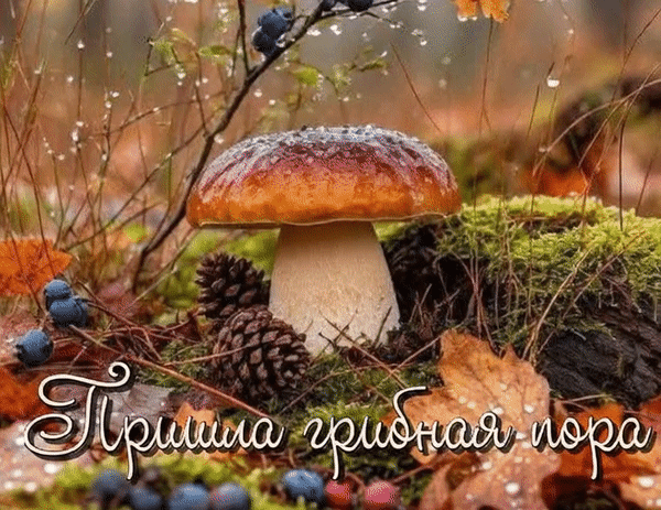 Анимированная открытка Пришла грибная пора