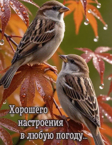Анимированная открытка Хорошего настроения в любую погоду...