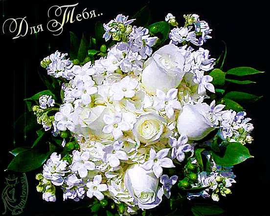 Фото Белых Роз С Днем Рождения