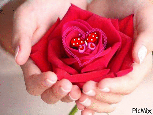 Анимированная открытка "Роза в ладонях руки, которые предлагают розы"