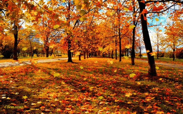 Осенний Парк Фото