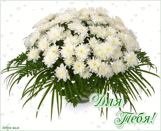 Картинки белые хризантемы (22 фото)