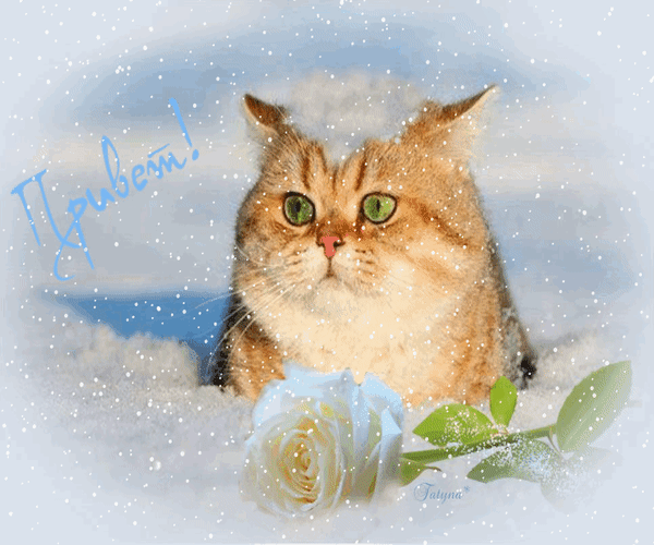 С первым днем кота. Зимний приветик открытки. Хорошего зимнего дня коты. Доброго зимнего дня котики. Доброго зимнего дня с кошками.