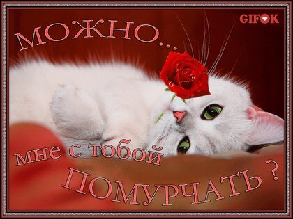 Открытка Я тебя люблю! люблю тебя мой котенок