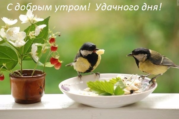 картинки с добрым утром природа онлайн