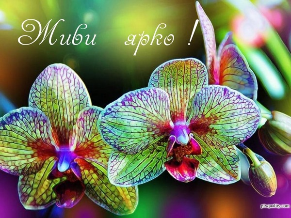 Фото Орхидей С Днем Рождения