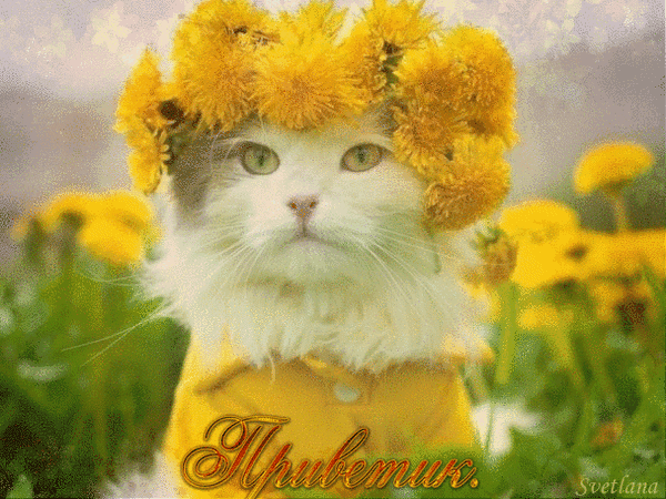 Анимированная открытка Приветик. Кошка