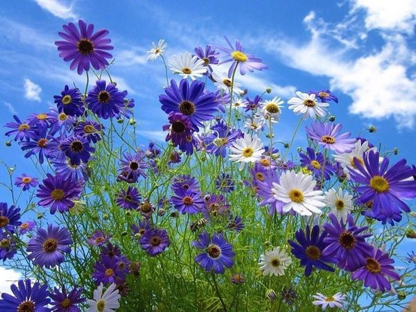 Открытка Синие и белые цветы на фоне неба