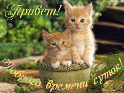 Картинки с рыжим котом