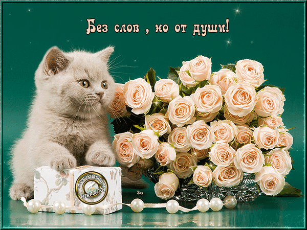 Кошки в нашей жизни. Кошки и все, что с ними связано.