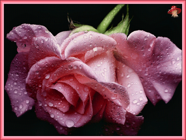 Анимированная открытка Розовая роза цветочные изображения черный фон
