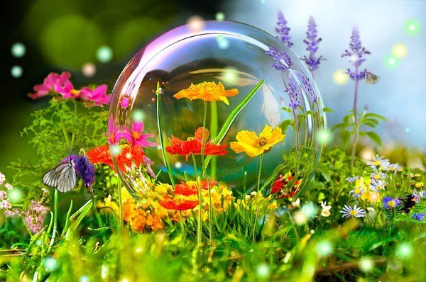 Открытка Поляна цветов, мыльный пузырь, бабочка