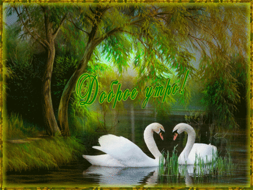 Анимированная открытка Доброе утро! пара лебедей