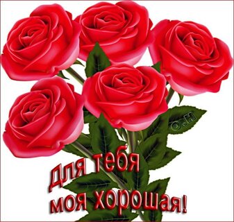 Открытка на день рождения огромный букет красных роз для оли - лучшие открытки
