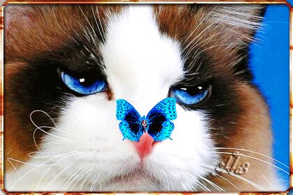 Открытки с кошками и котятами. Cтраница 7