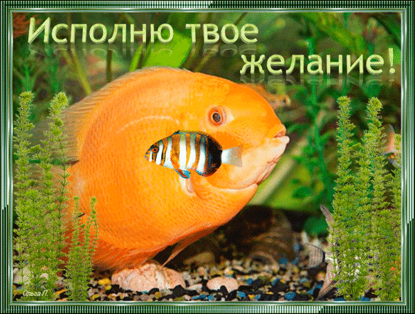 Желаю чтобы все твои желания сбылись. Золотая рыбка желания. Рыбка исполнения желаний. Открытка исполнения желаний. Открытка исполнения всех желаний.