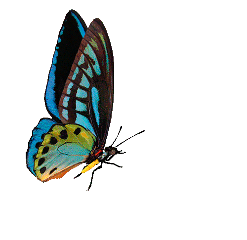 Прозрачная гифки анимации. Бабочка Урания Мадагаскарская. Красивые бабочки на прозрачном фоне. Бабочки анимация на прозрачном фоне. Анимированные бабочки на прозрачном фоне.
