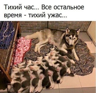 sobaka-s-shhenkami.jpg?z=330