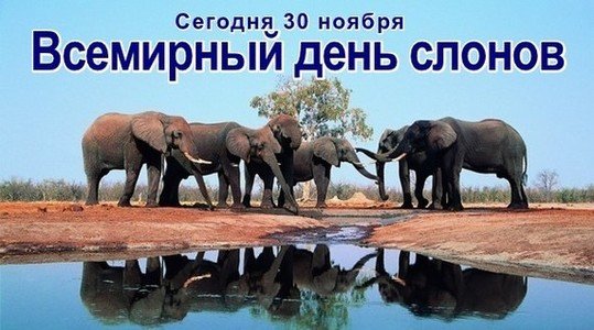 Картинки по запросу Всемирный день слонов
